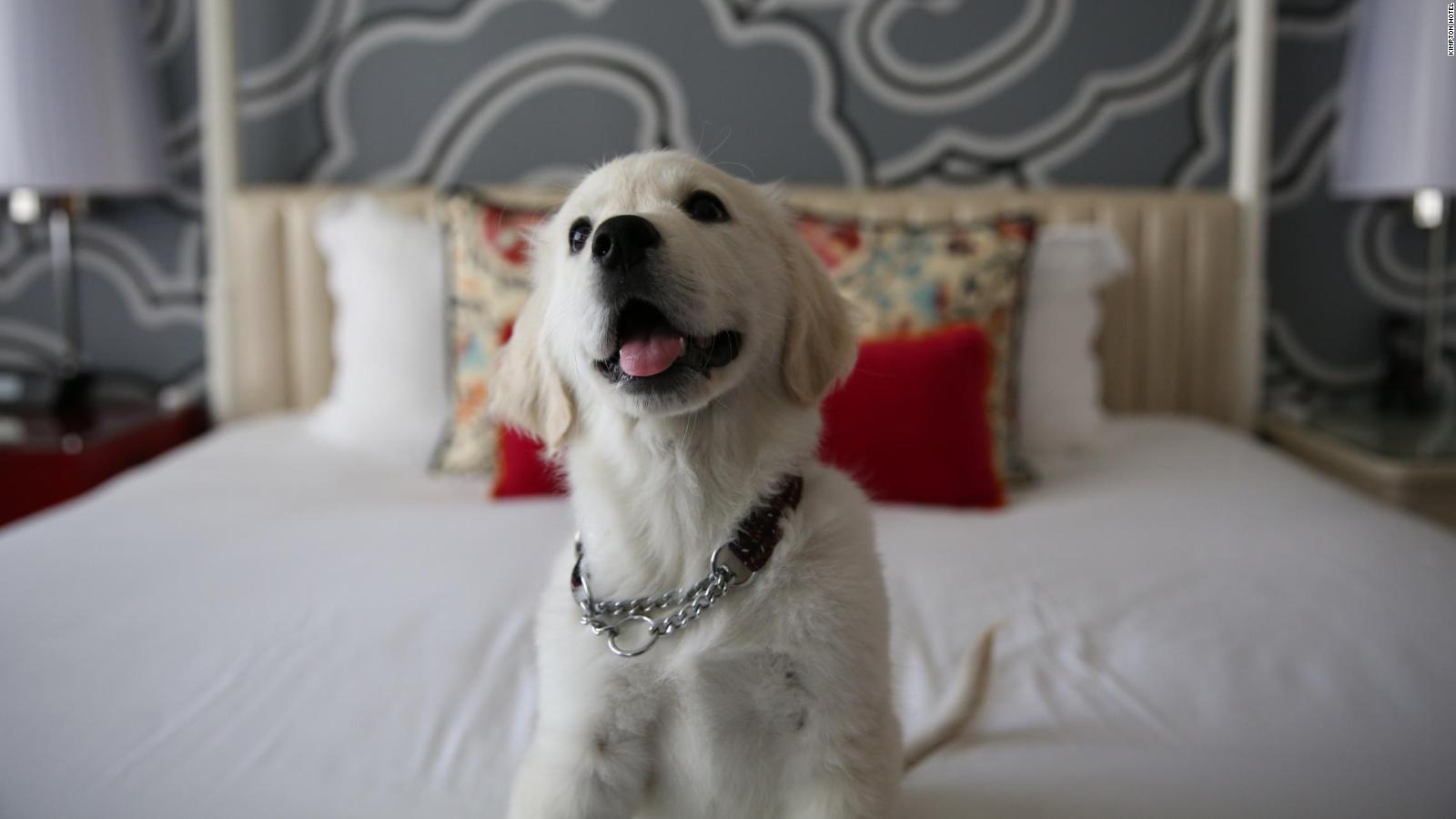 Pet-friendly Hotel Singapore: Everything You Want to Know About It