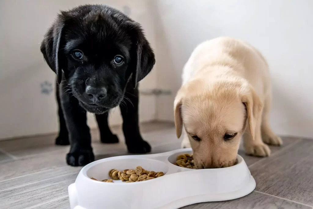 best food for puppies
